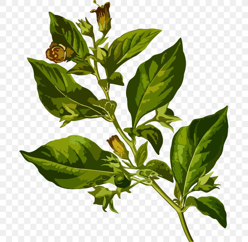 Köhler's Medicinal Plants Belladonna Clip Art Atropine, PNG, 691x800px, Belladonna, Aconite, Atropa, Atropine, Basil Download Free