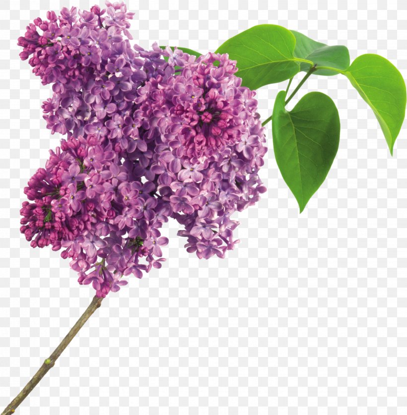 Lilac Flower Purple Clip Art, PNG, 2857x2917px, Lilac, Branch, Color, Cut Flowers, Flower Download Free