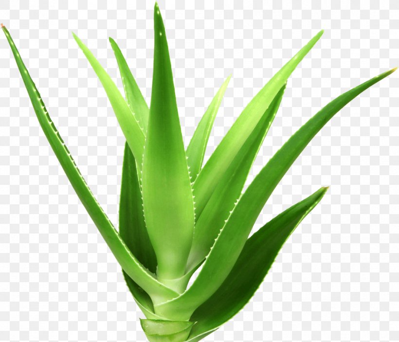 Aloe Vera Plant Royalty-free, PNG, 941x807px, Aloe Vera, Agave, Agave Azul, Aloe, Aloes Download Free