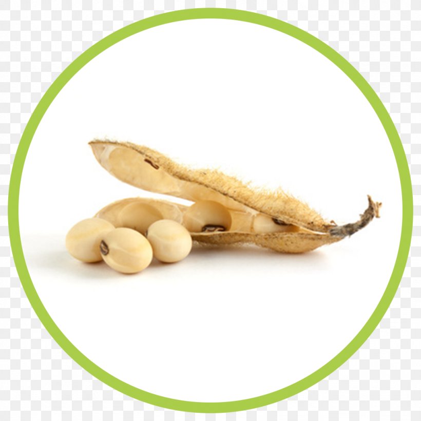 Edamame Soybean Oil Seed Lupin Bean, PNG, 1024x1024px, Edamame, Bean, Cereal, Food, Fruit Download Free