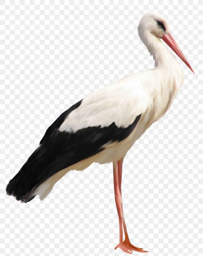 White Stork Clip Art, PNG, 858x1079px, White Stork, Beak, Bird, Ciconia, Ciconiiformes Download Free