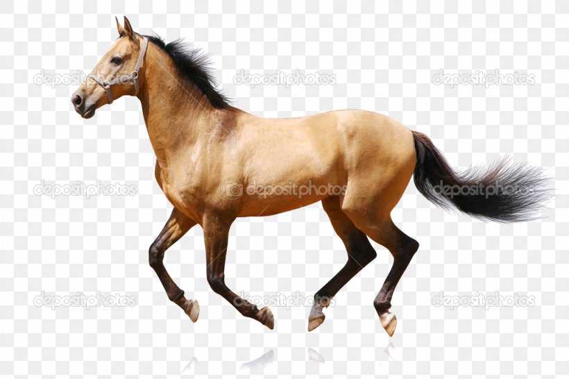 Horse Royalty-free Stock Photography Equestrian, PNG, 1023x682px, Horse, Animation, Bridle, Child, Colt Download Free
