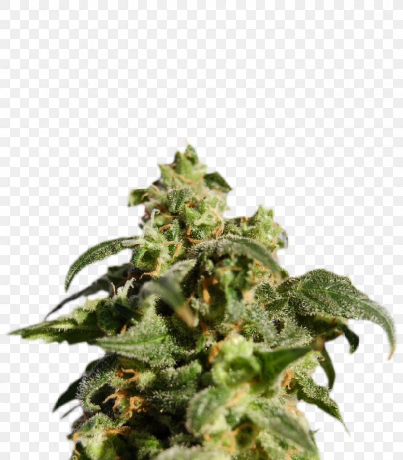 Skunk Kush Cannabis Sativa Autoflowering Cannabis, PNG, 1399x1600px, Skunk, Autoflowering Cannabis, Cannabidiol, Cannabis, Cannabis Sativa Download Free