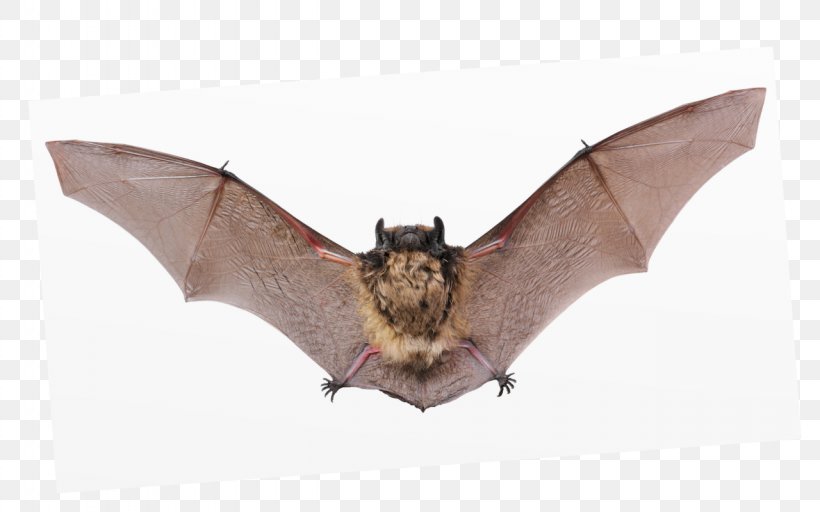 Little Brown Bat Lesser Mouse-eared Bat Lesser Large-footed Bat Greater Mouse-eared Bat, PNG, 1280x800px, Bat, Animal Echolocation, Guano, Little Brown Bat, Mammal Download Free