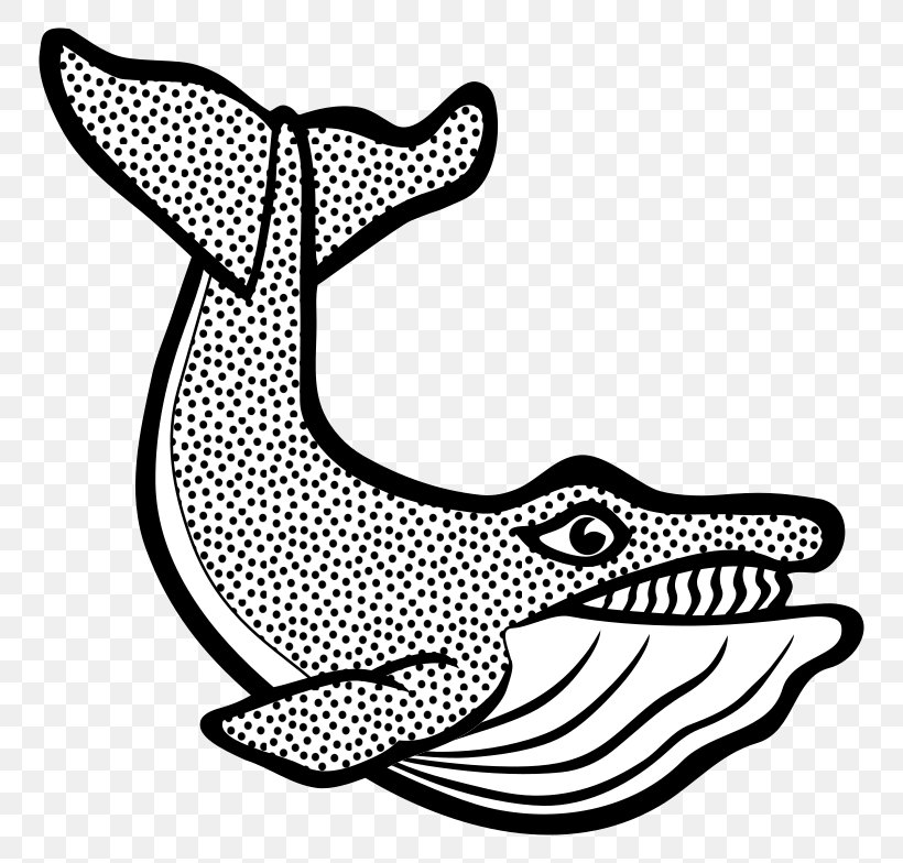 Clip Art Cetacea Vector Graphics Image Blue Whale, PNG, 800x784px, Cetacea, Area, Art, Black, Black And White Download Free