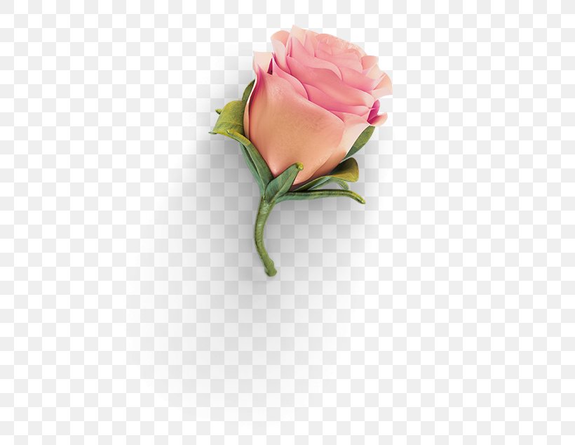 Garden Roses Grid, PNG, 500x634px, Garden Roses, Bud, Cut Flowers, Floral Design, Floristry Download Free