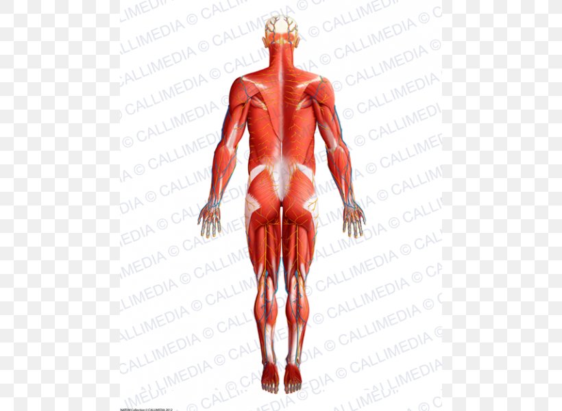 Muscle Homo Sapiens Human Anatomy & Physiology Muscular System, PNG, 600x600px, Watercolor, Cartoon, Flower, Frame, Heart Download Free