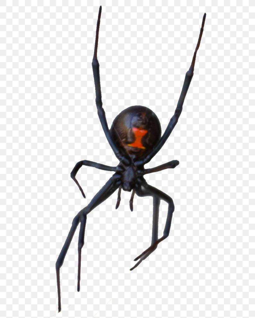 Spider Las Vegas Motion Collection Black Widow (Plakát/Kovový Plakát Black) STX G.1800E.J.M.V.U.NR YN Rat, PNG, 542x1024px, Spider, Angulate Orbweavers, Ant, Arachnid, Araneus Download Free