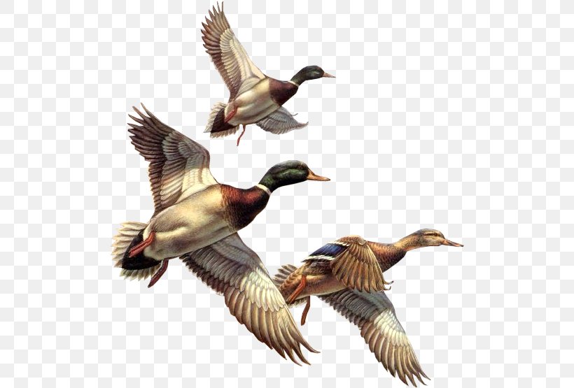 Baby Ducks Bird Mallard Cygnini, PNG, 507x555px, Duck, Anatidae, Anseriformes, Baby Ducks, Beak Download Free