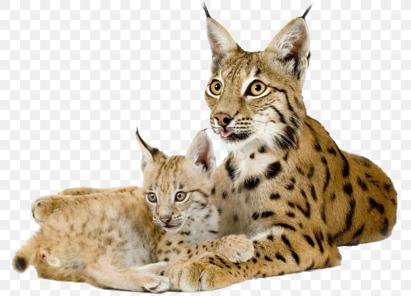 Eurasian Lynx Bobcat Canada Lynx Felidae, PNG, 775x592px, Eurasian Lynx, Bobcat, California Spangled, Canada Lynx, Carnivoran Download Free