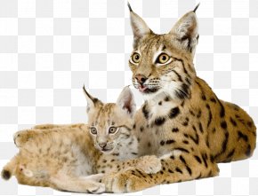Leopard - Eurasian Lynx Bobcat Canada Lynx Felidae PNG