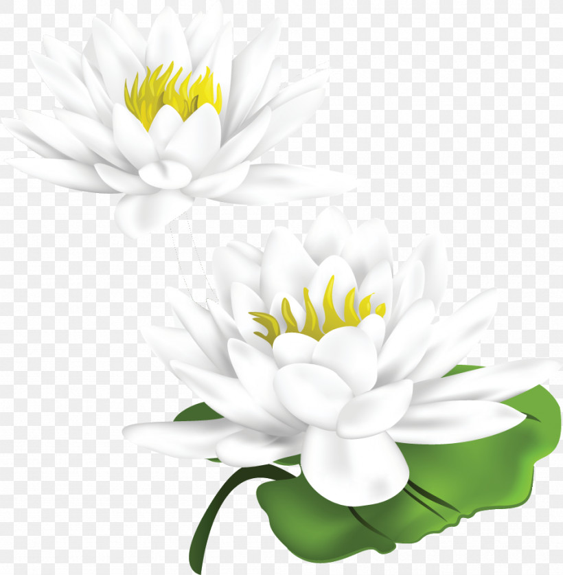 Lotus Flower, PNG, 948x968px, Lotus Flower, Aquatic Plant, Chrysanthemum, Common Daisy, Cut Flowers Download Free
