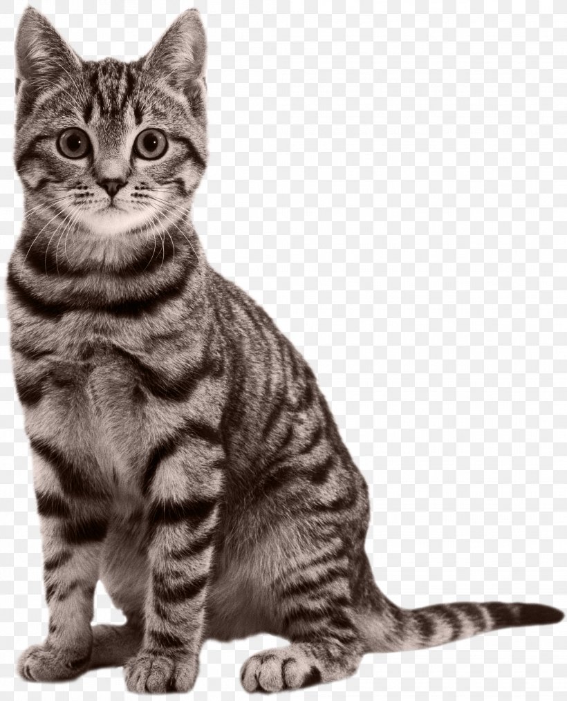 Cat Kitten Black Panther Felidae, PNG, 2079x2571px, Cat, American Shorthair, American Wirehair, Asian, Australian Mist Download Free