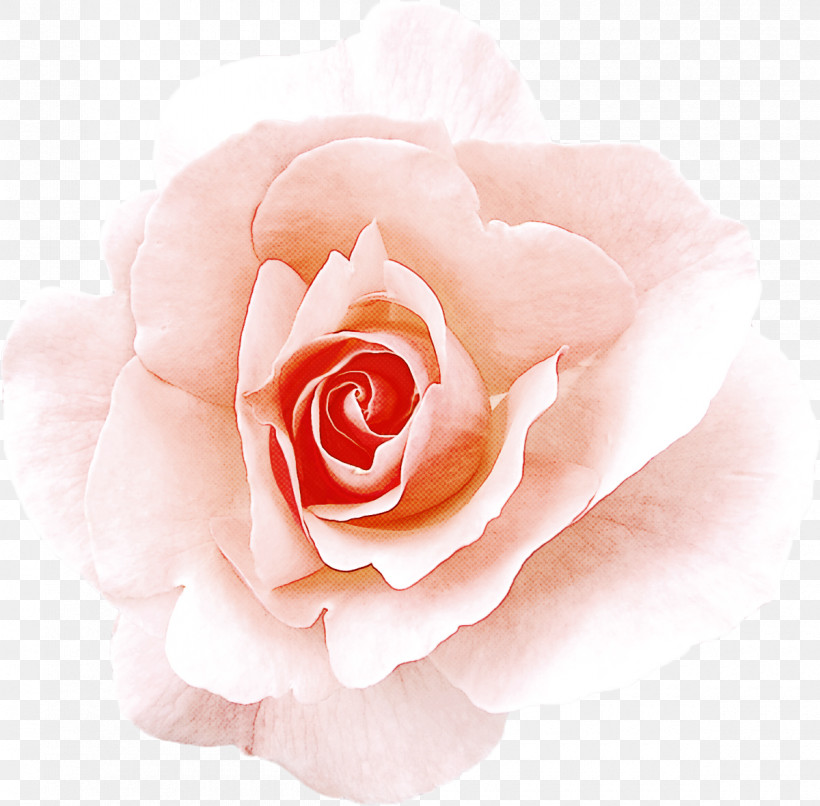 Garden Roses, PNG, 1200x1180px, Garden Roses, Floribunda, Flower, Hybrid Tea Rose, Petal Download Free