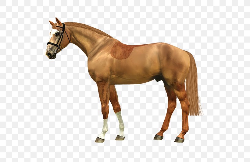 Haydon Horse Stud Vector Graphics Image, PNG, 799x533px, Horse, Animal Figure, Colt, Foal, Liver Download Free