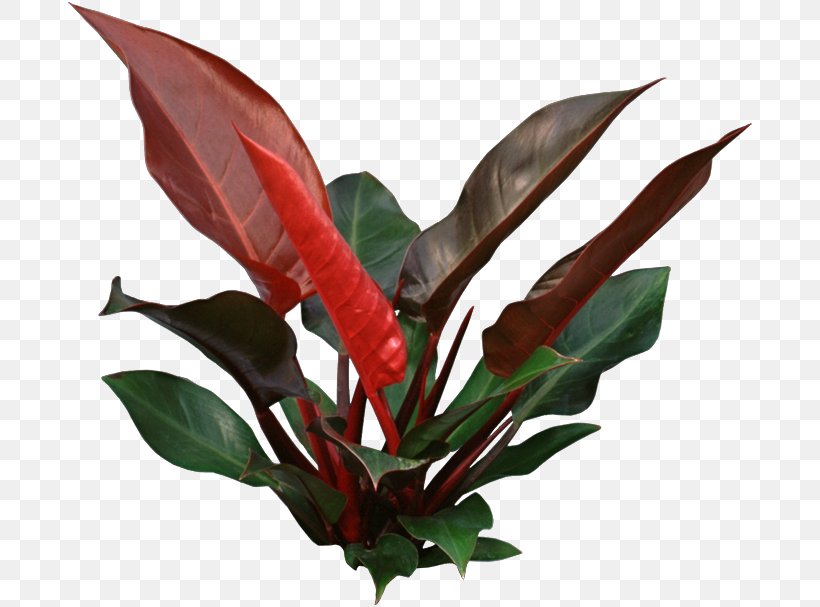 Houseplant Philodendron Erubescens Plant Interscapes Swiss Cheese Plant, PNG, 688x607px, Houseplant, Arum, Flower, Flowerpot, Garden Download Free