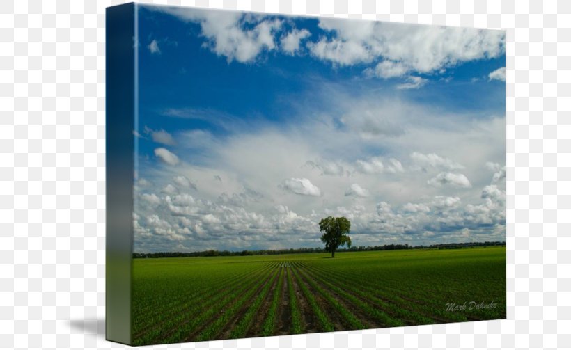 Photography Desktop Wallpaper Light, PNG, 650x503px, Photography, Cloud, Crop, Ecosystem, Energy Download Free