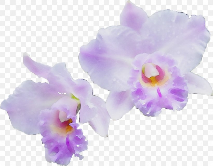 Purple Watercolor Flower, PNG, 904x704px, Watercolor, Cattleya, Cattleya Labiata, Cattleya Orchids, Christmas Orchid Download Free