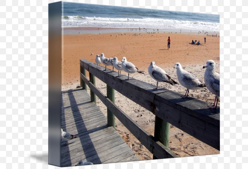 Seabird Wood Boardwalk /m/083vt, PNG, 650x560px, Seabird, Beach, Bird, Boardwalk, Ocean Download Free