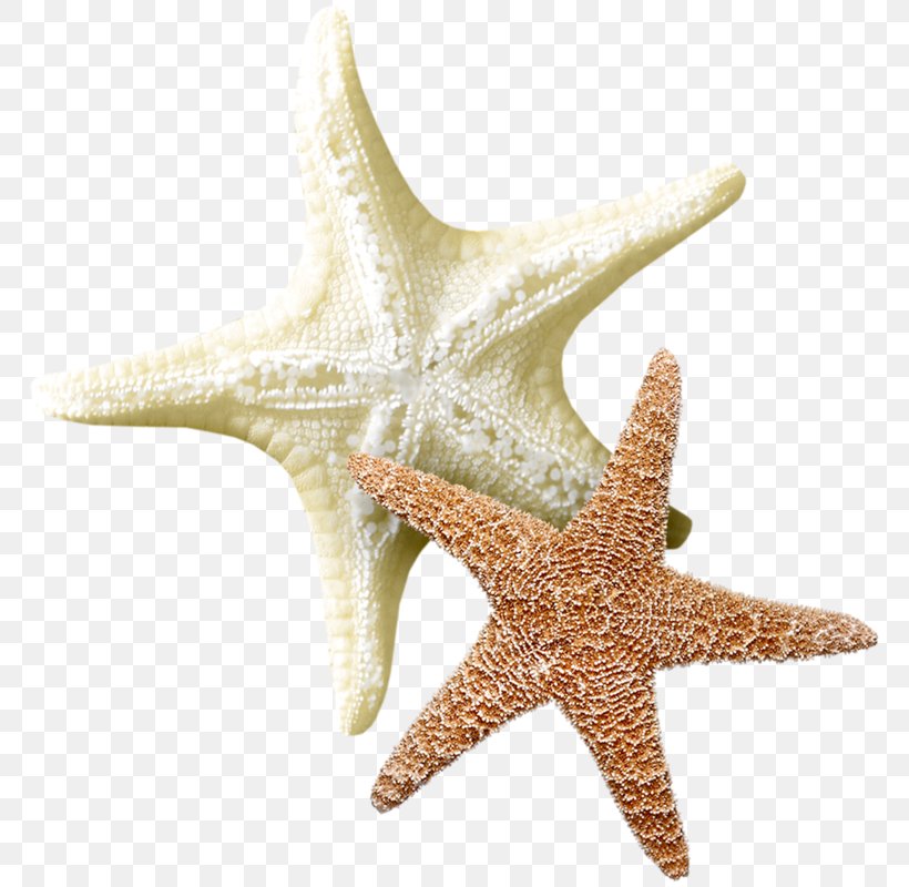 Starfish Echinoderm Sea Clip Art, PNG, 776x800px, Starfish, Animaatio, Echinoderm, Internet, Invertebrate Download Free