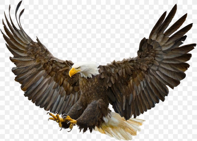 Bald Eagle Bird Golden Eagle Drawing, PNG, 1600x1151px, Bald Eagle, Accipitriformes, Beak, Bird, Bird Of Prey Download Free