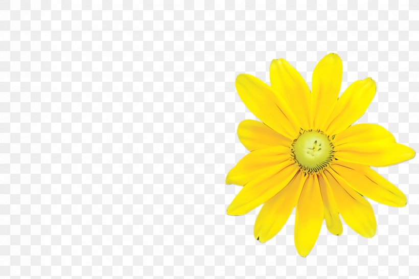 Daisy, PNG, 2448x1632px, Watercolor, Chamomile, Daisy, Daisy Family, Flower Download Free