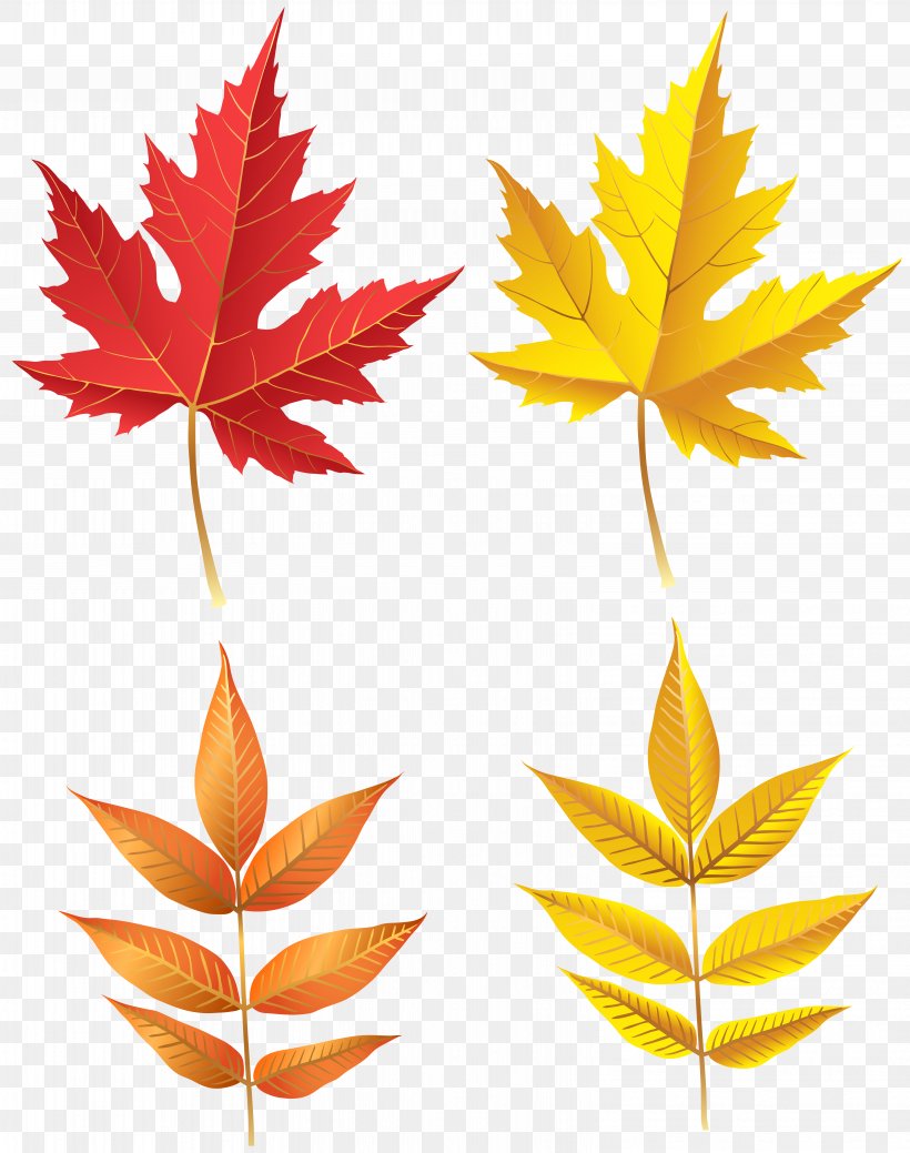 Leaf Clip Art, PNG, 6309x8000px, Leaf, Art Museum, Autumn, Maple, Maple Leaf Download Free