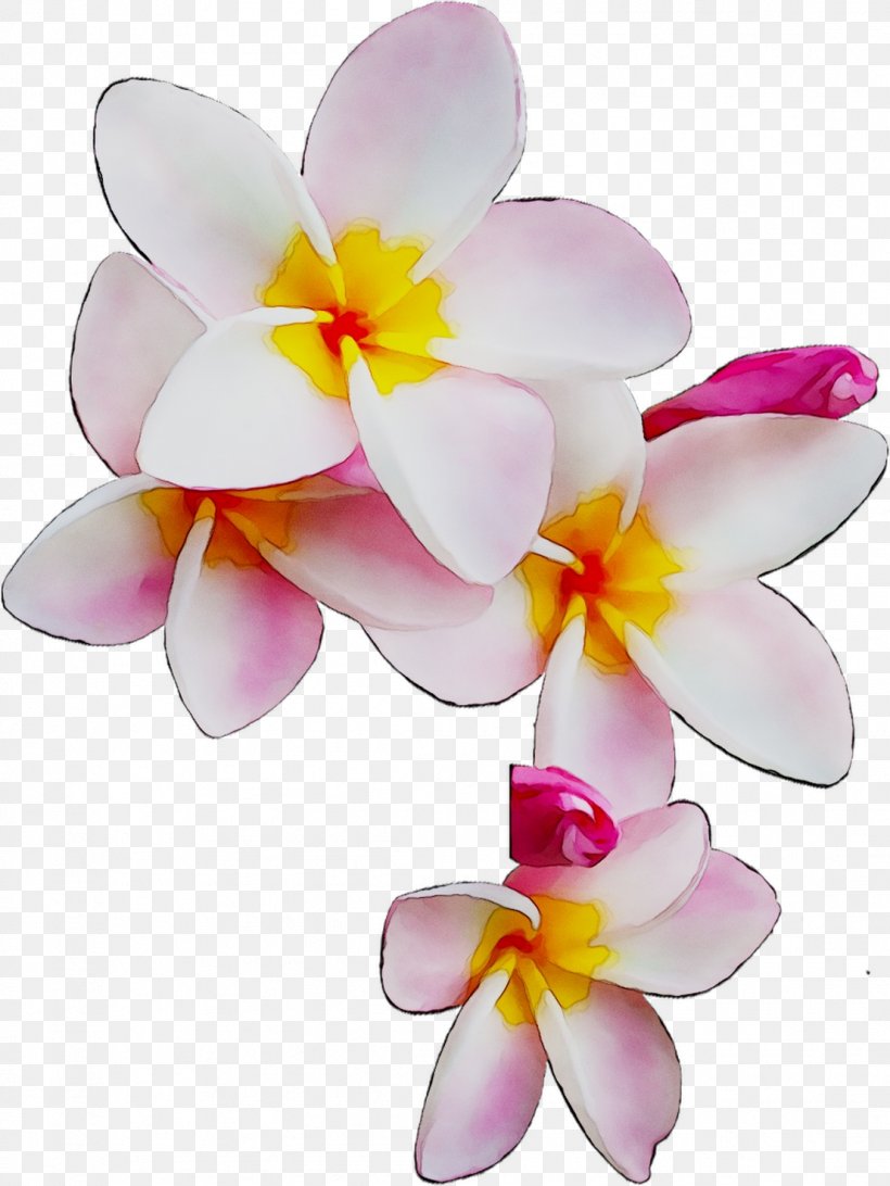 Moth Orchids Cut Flowers, PNG, 1106x1474px, Moth Orchids, Cattleya, Cut Flowers, Flower, Flowering Plant Download Free