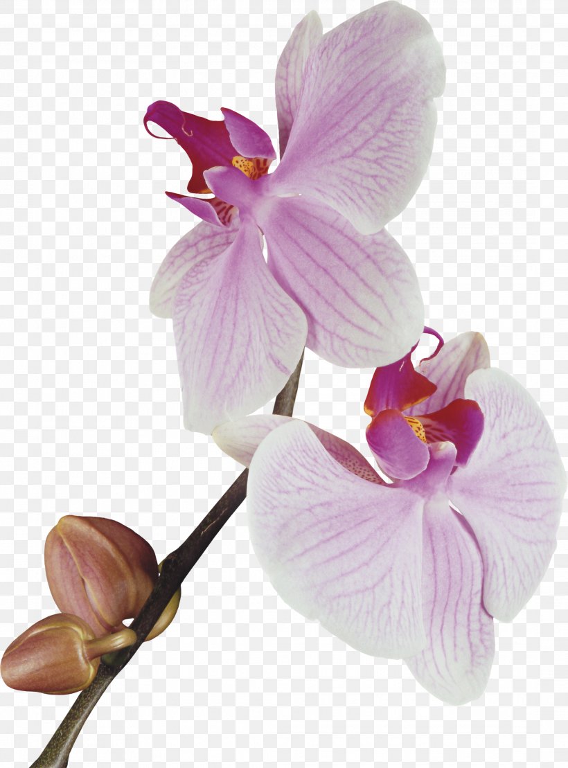 Orchids Clip Art, PNG, 2172x2938px, Orchids, Animation, Blossom, Cattleya, Computer Software Download Free