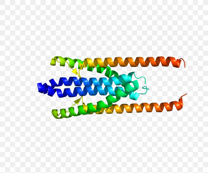 PRC1 Cytokinesis Cell Cycle Protein Gene, PNG, 1200x1000px, Cytokinesis, Anaphase, Area, Brand, Cell Download Free