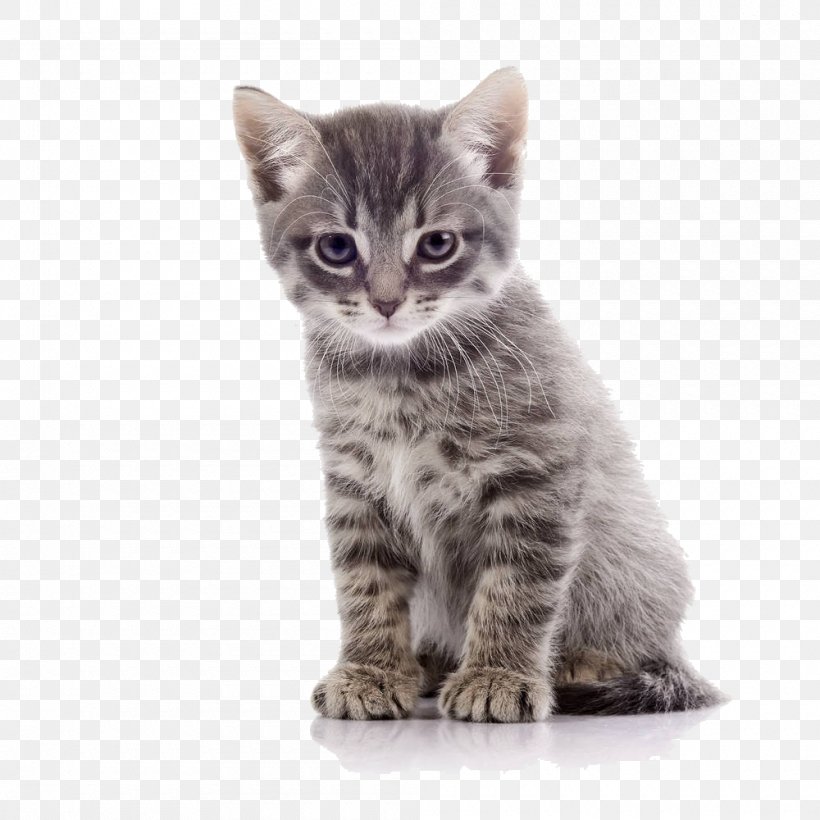 Tabby Cat Stock Photography Royalty-free, PNG, 1000x1000px, Cat, American Shorthair, American Wirehair, Asian, Australian Mist Download Free