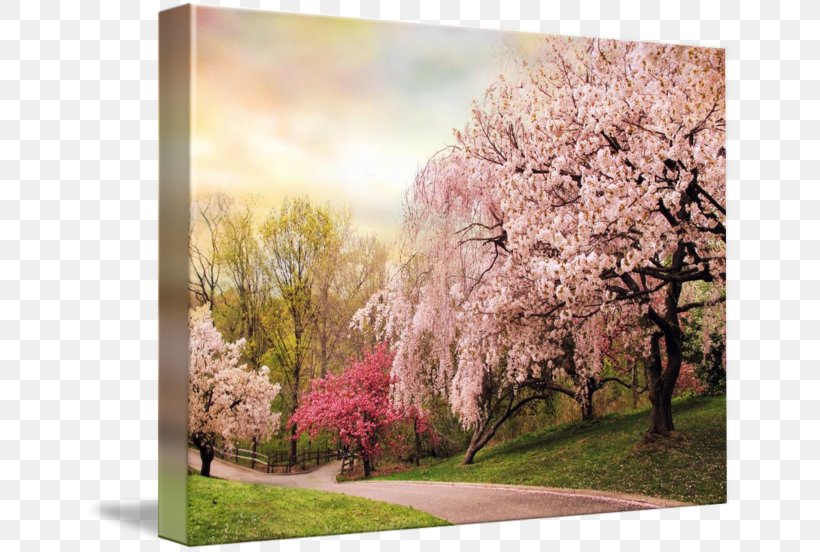 Cherry Blossom Desktop Wallpaper ST.AU.150 MIN.V.UNC.NR AD, PNG, 650x552px, Cherry Blossom, Blossom, Branch, Branching, Cherry Download Free