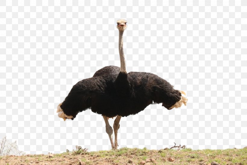 Common Ostrich Ostriches Flightless Bird Image, PNG, 960x640px, Common Ostrich, Animal, Beak, Bird, Emu Download Free