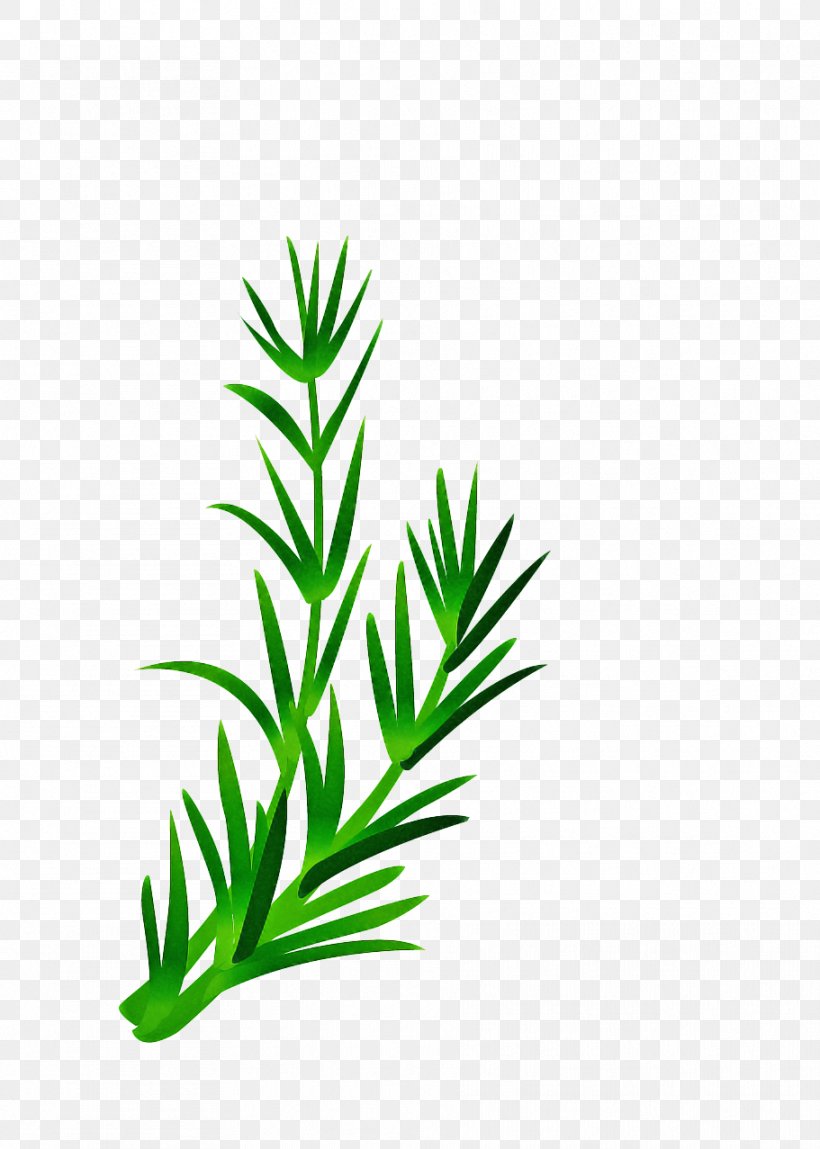 Green Grass Background, PNG, 911x1277px, Greens, Dill, Flower, Grass, Grass Family Download Free