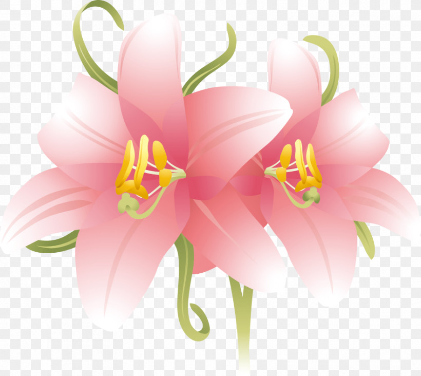 Lily Flower, PNG, 881x787px, Lily Flower, Biology, Cut Flowers, Flower, Herbaceous Plant Download Free