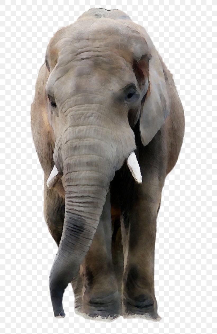 Asian Elephant Image Desktop Wallpaper, PNG, 633x1263px, Elephant, African Bush Elephant, African Elephant, Asian Elephant, Elephants And Mammoths Download Free