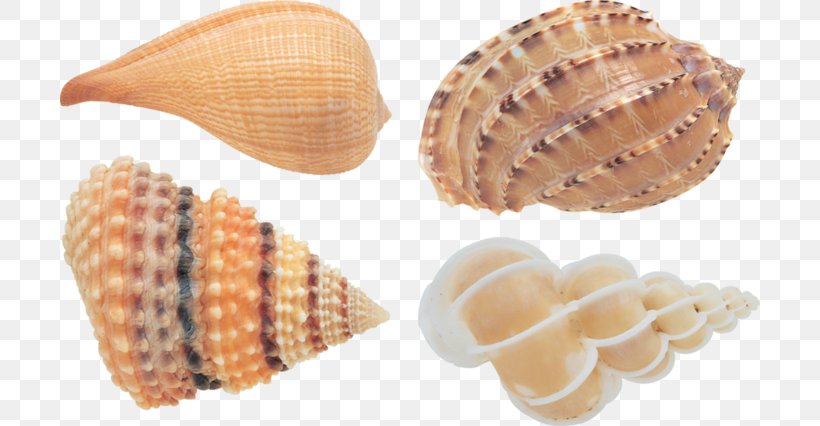Cockle Conchology Seashell Image File Formats, PNG, 700x426px, Cockle, Clam, Clams Oysters Mussels And Scallops, Conch, Conchology Download Free