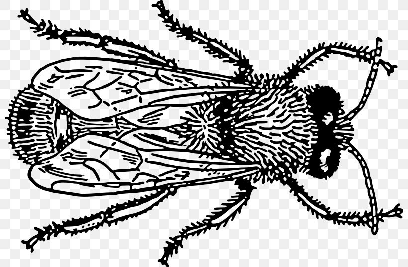 Insect Bee Drawing Clip Art, PNG, 800x537px, Insect, Art, Arthropod, Artwork, Bee Download Free
