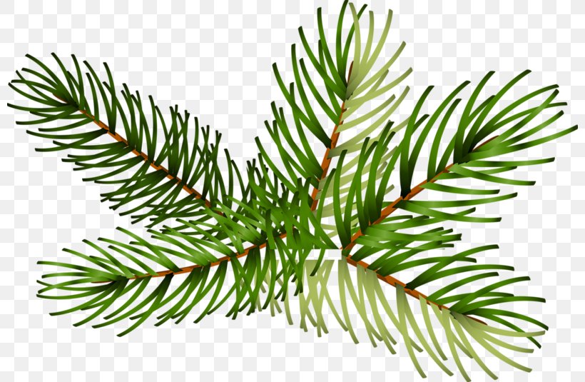 Spruce Fir Pine Christmas Tree Branch, PNG, 800x535px, Spruce, Branch, Christmas Day, Christmas Tree, Conifer Download Free