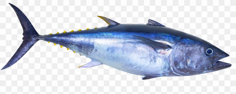 Sushi Cartoon, PNG, 1024x409px, Atlantic Bluefin Tuna, Albacore Fish, Anchovy, Atlantic Spanish Mackerel, Bonyfish Download Free