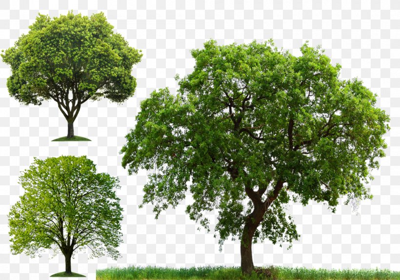 Tree Clip Art, PNG, 1000x700px, Tree, Branch, Clipping Path, Display Resolution, Grass Download Free