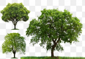 Arbor Day Tree Planting - Tree Clip Art PNG