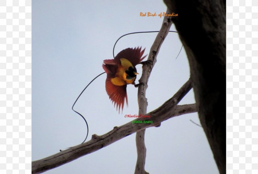 Borneo Wildlife Photography Bird Insect, PNG, 1160x784px, Borneo, Bird, Birdwatching, Fauna, Indonesia Download Free