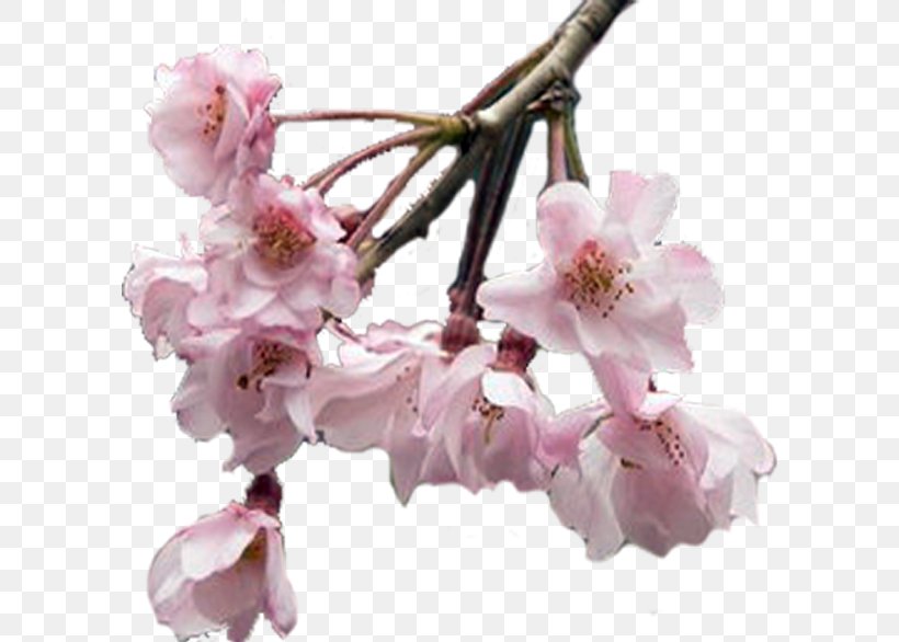 Flower Garden Cerasus Petal Clip Art, PNG, 598x586px, Flower, Blossom, Branch, Cerasus, Cherry Blossom Download Free