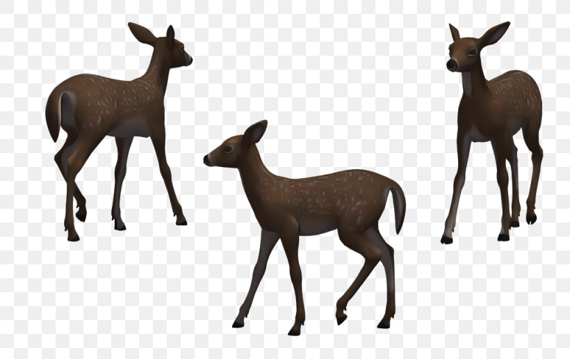 Wildlife Deer Roe Deer Chamois Animal Figure, PNG, 1024x645px, Wildlife, Animal Figure, Chamois, Deer, Fawn Download Free