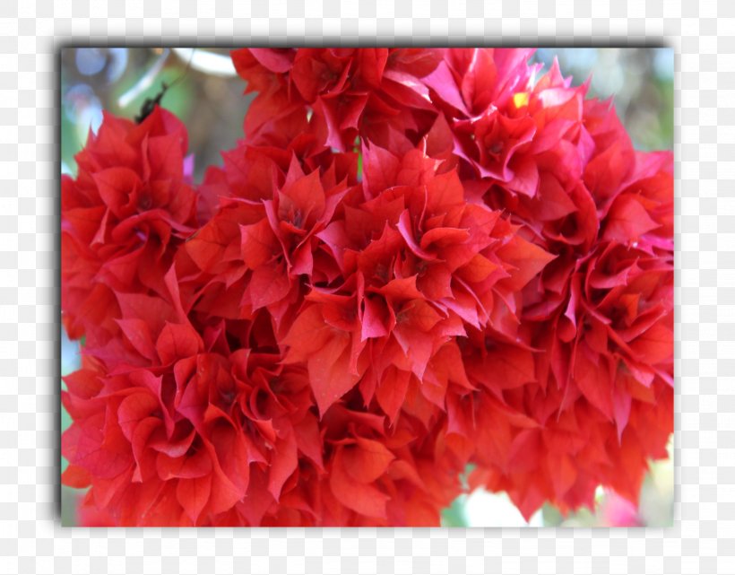 Azalea Carnation Floral Design Cut Flowers, PNG, 1636x1280px, Azalea, Annual Plant, Carnation, Cut Flowers, Floral Design Download Free