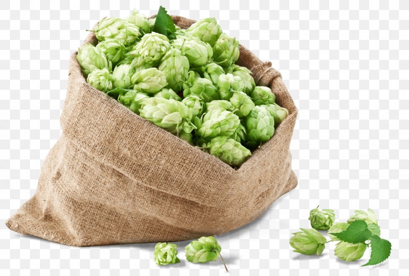 Beer Brewing Grains & Malts Common Hop Conifer Cone Hops, PNG, 1024x693px, Beer, Almanac Beer Company, Bear Republic Brewing Company, Beer Brewing Grains Malts, Bitterness Download Free