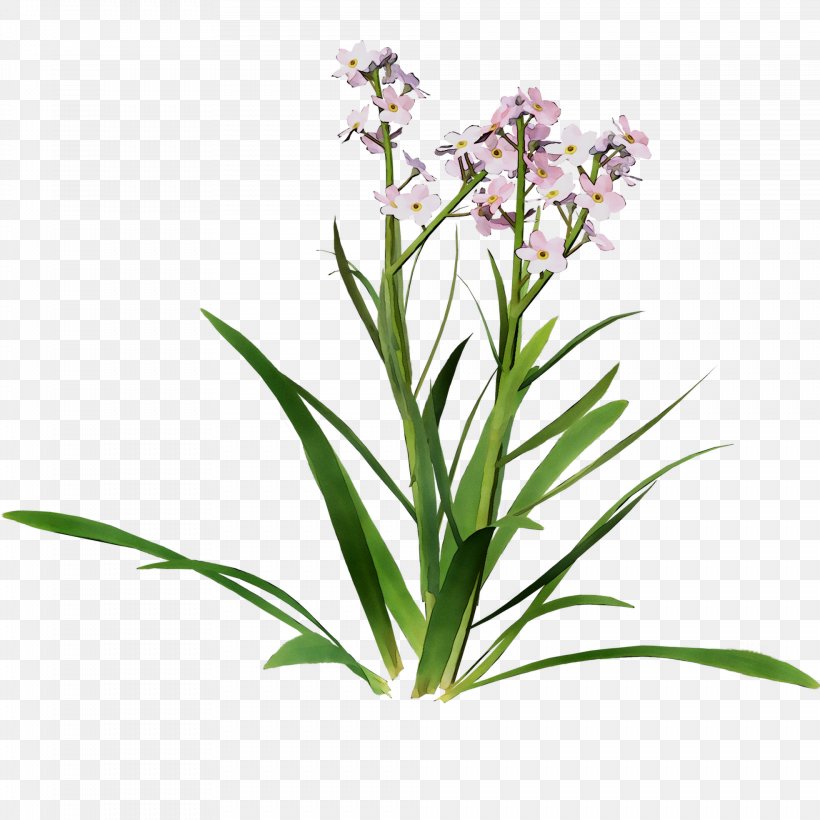 Flowering Plant Plant Stem Lavender Herbaceous Plant, PNG, 1968x1968px, Flower, Botany, Flowering Plant, Herbaceous Plant, Lavender Download Free