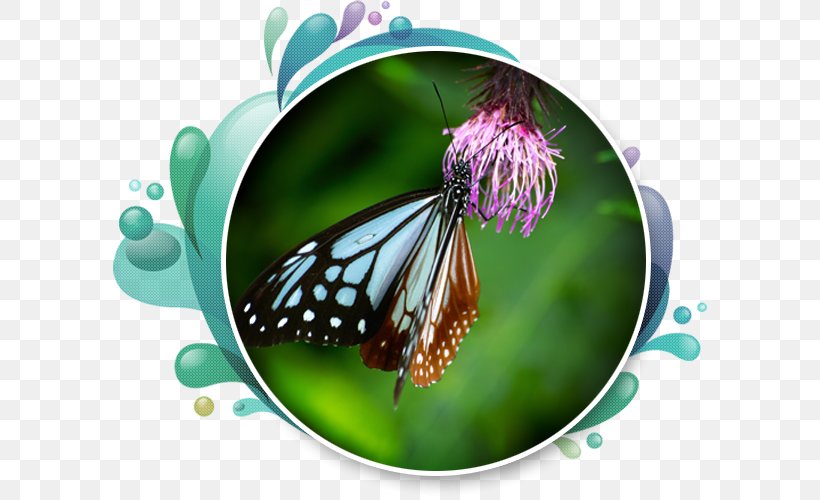 Monarch Butterfly Royalty-free Illustration Photograph Vector Graphics, PNG, 600x500px, Monarch Butterfly, Arthropod, Brush Footed Butterfly, Butterfly, Cartoon Download Free
