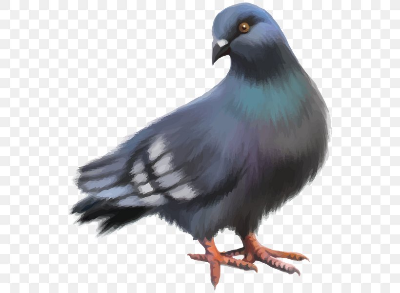 Bird Streptopelia, PNG, 573x600px, Bird, Beak, Color, Columbidae, Fauna Download Free